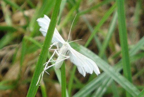 White Plume